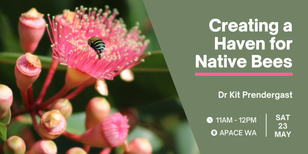 Creating a Haven for Native Bees Workshop