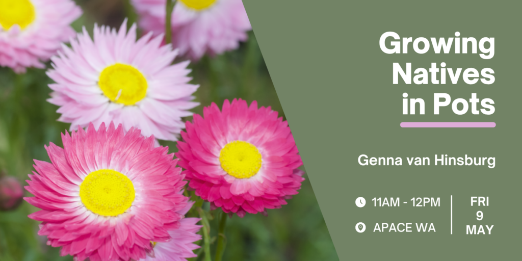 Growing Natives in Pots Workshop